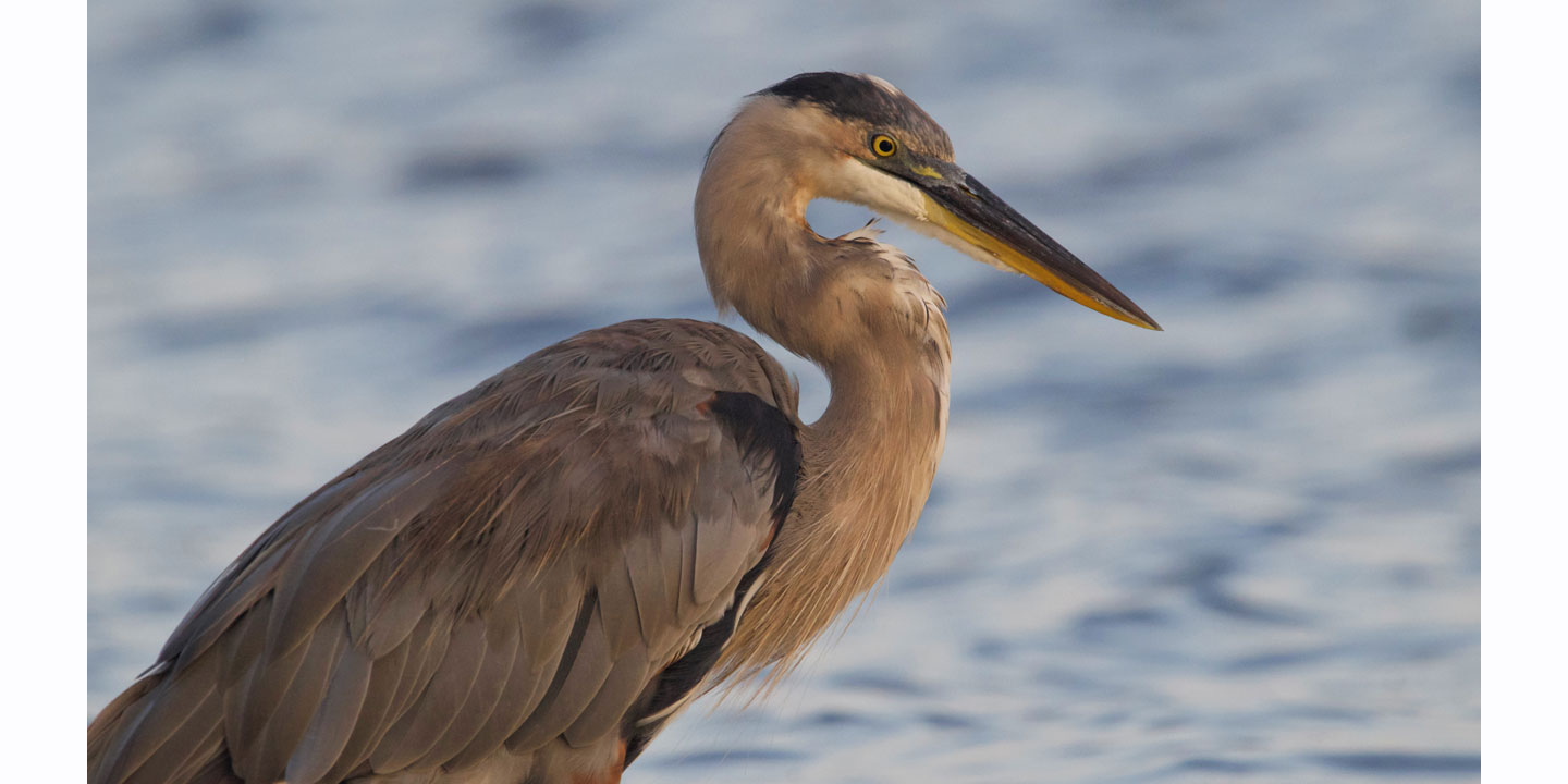 A profile photo of a type of brown crane sitting in water. 